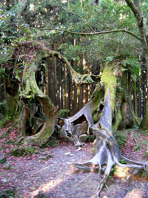 阿里山森林遊楽区 ハート型の根